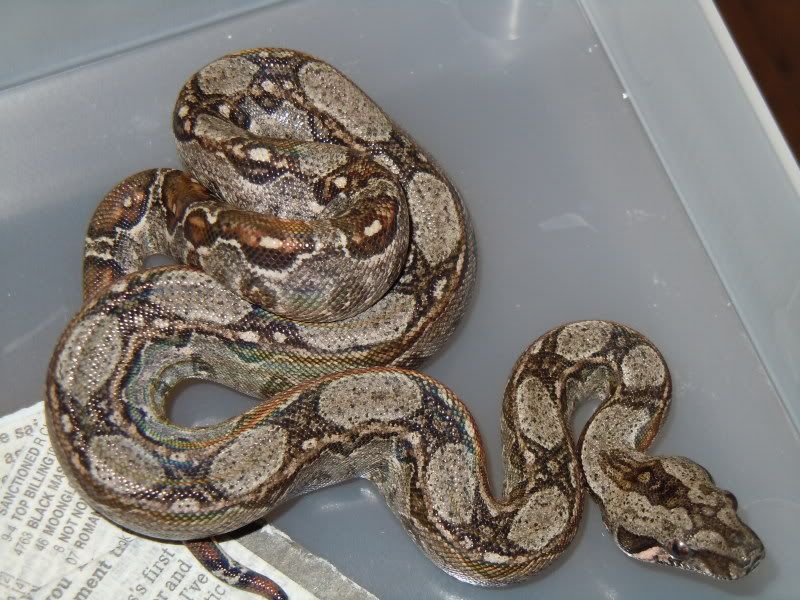 Leopard litter Reptile Forums